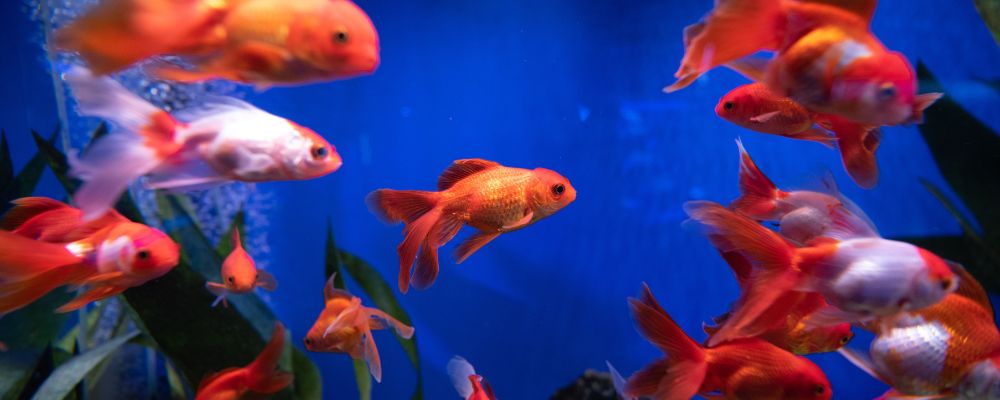 Aquarienwelt