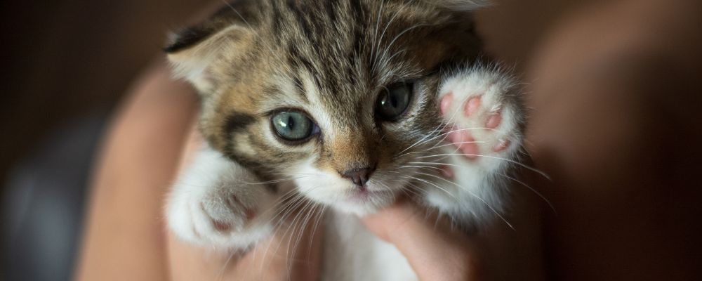 Katzenwelt