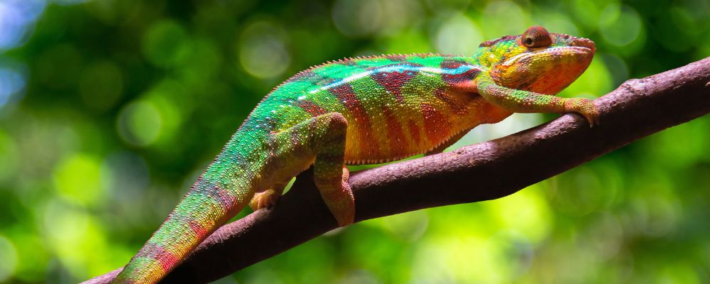 Terrarienwelt