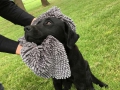 Bild 5 von Doggy Dry Towel Hundehandtuch