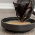 Bild 5 von Trixie Kittis Shrimp Soup - 4 × 80 g