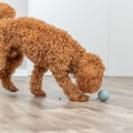 Bild 3 von Trixie Labyrinth-Snacky Naturgummi-Snackball  / (Variante) 6 cm