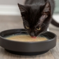 Bild 4 von Trixie Kittis Salmon Soup - 4 × 80 g