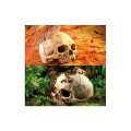 Bild 2 von EXOTERRA Primate Skull